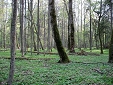 Puszcza Białowieska