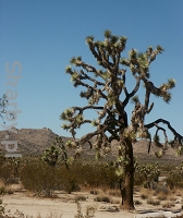 Park Narodowy Joshua Tree w USA