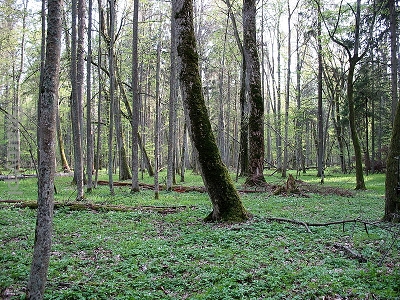 Rezerwat ścisły w Puszczy Białowieskiej

autor: Nemo5576